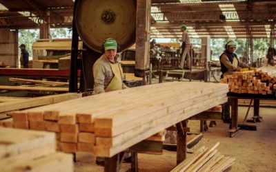 Madera aserrada húmeda es la principal producción de las forestoindustrias de Corrientes