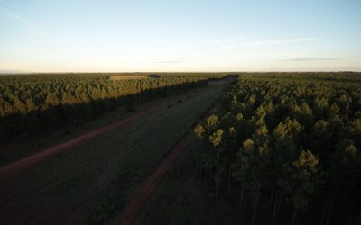 Madereros destacan la prórroga de la Ley de Inversiones para Bosques Cultivados