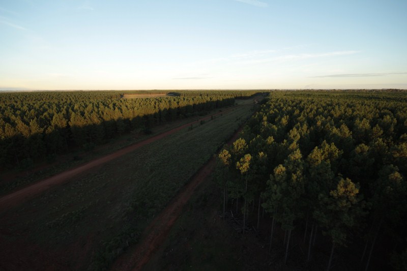 Madereros destacan la prórroga de la Ley de Inversiones para Bosques Cultivados