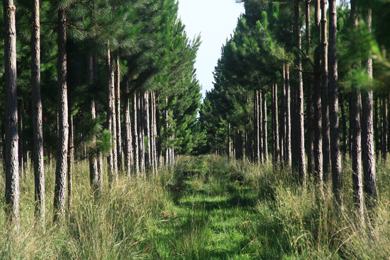 Alientan la adhesión provincial a la ley nacional de inversiones forestales