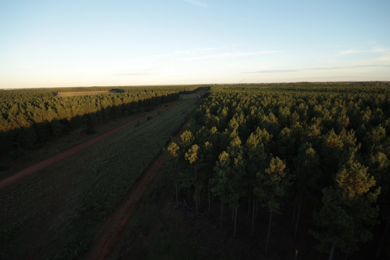 Presentan el Plan Estratégico Forestal y Forestoindustrial 2020-2030